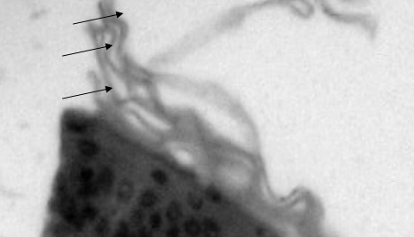 Разрыхление, вытянутость и краевая отслойка рогового слоя эпидермиса (острота лезвия 4 мкм)