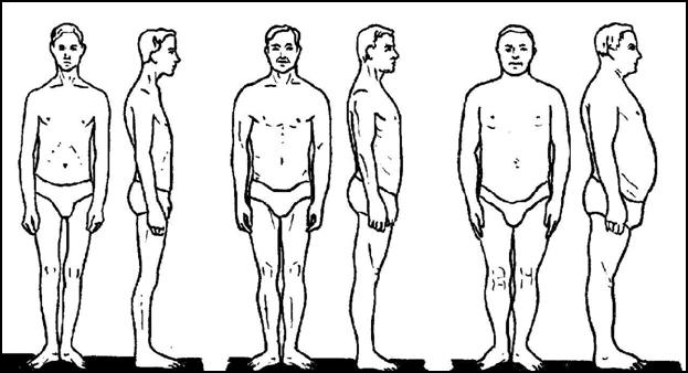 Основные типы телосложения