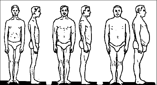 Типы телосложения мужчин по схеме В.В. Бунака (1941)