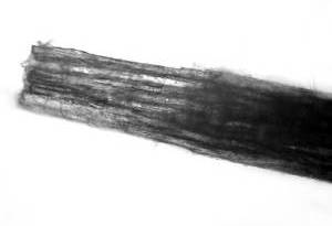Морфология фрагментов волос, образующихся при ударе металлической криволинейной поверхностью