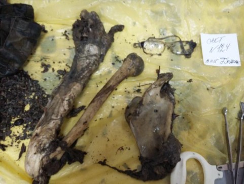 Костные останки, обнаруженные возле лежанки медведя