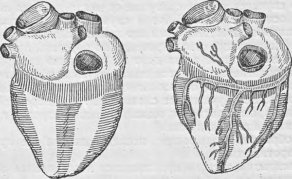 Исследование артерий на задней поверхности сердца. Правовенечный вариант кровоснабжения сердца. Штриховые линии обозначают места поперечных разрезов артерий.